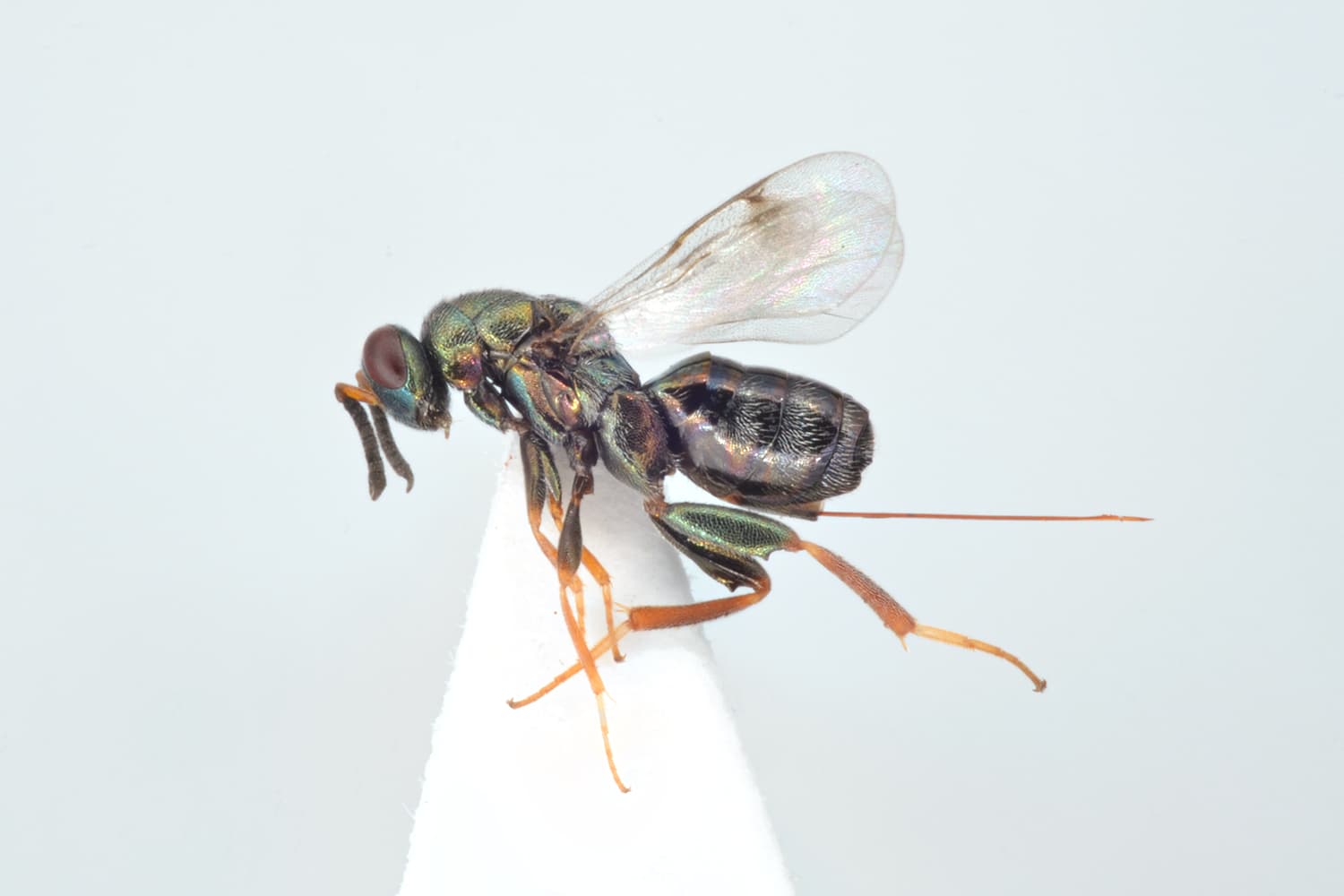 Default image